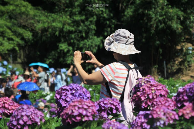 2018 繡球花季-23