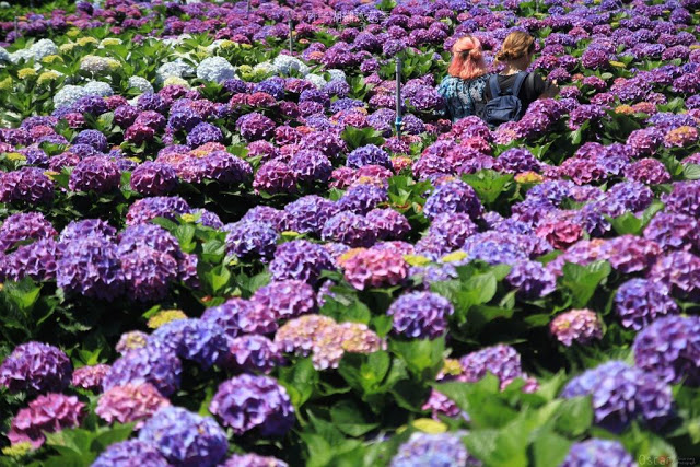 2018 繡球花季-11