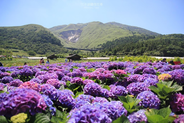 2018 繡球花季-15