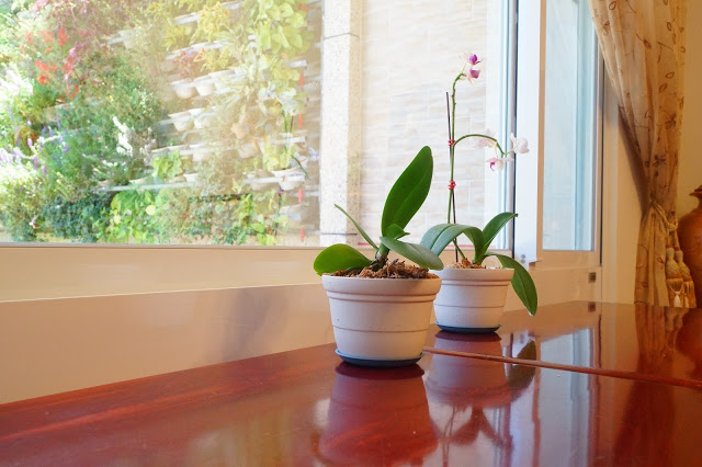 台東市 「半閒民宿」 - SGS認證民宿 撲鼻木頭香的健康木作民宿