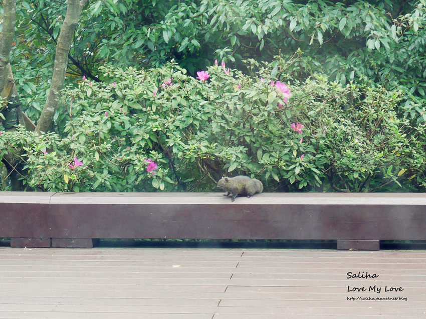 台北陽明山遊客服務中心不限時餐廳咖啡廳下午茶推薦石尚自然探索屋 (44) 台北陽明山遊客服務中心不限時餐廳咖啡廳下午茶推薦石尚自然探索屋 (44)