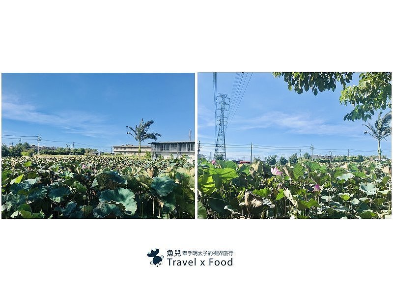 2020 桃園蓮花季,「金湖岸+康莊蓮園」之雙農場一日遊 @魚兒 x 牽手明太子的「視」界旅行