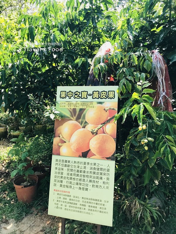 2020 桃園蓮花季,「金湖岸+康莊蓮園」之雙農場一日遊 @魚兒 x 牽手明太子的「視」界旅行