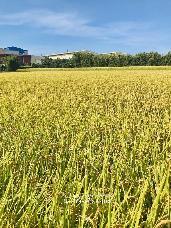 2020 桃園蓮花季,「金湖岸+康莊蓮園」之雙農場一日遊 @魚兒 x 牽手明太子的「視」界旅行