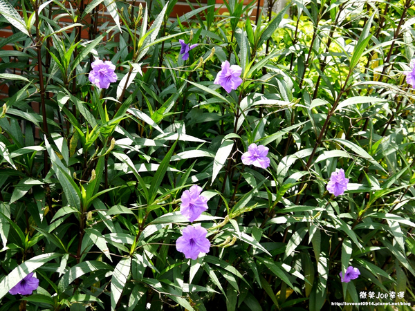 台中市崇倫公園：[台中南區]崇倫公園阿勃勒也是美得不像話。