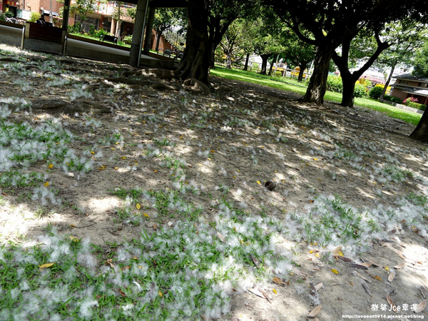 台中市崇倫公園：[台中南區]崇倫公園阿勃勒也是美得不像話。