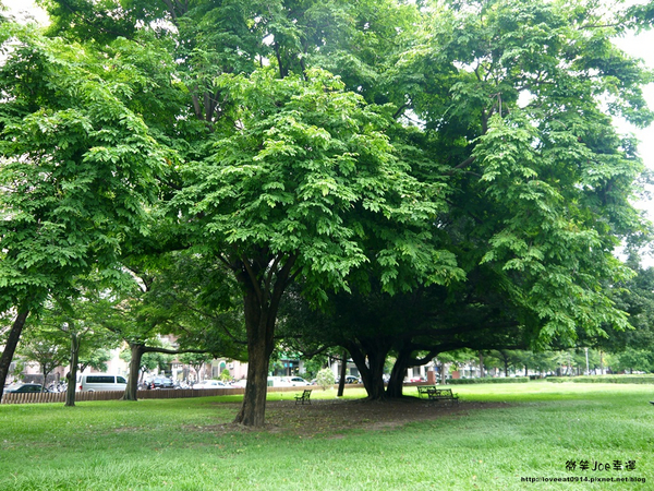 台中市崇倫公園：[台中南區]崇倫公園阿勃勒也是美得不像話。