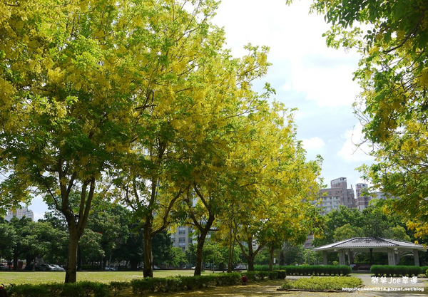 台中市崇倫公園：[台中南區]崇倫公園阿勃勒也是美得不像話。