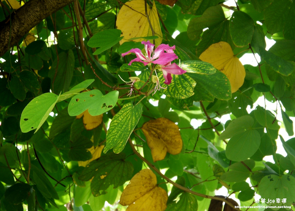 台中市崇倫公園：[台中南區]崇倫公園阿勃勒也是美得不像話。
