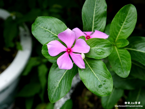 台中市崇倫公園：[台中南區]崇倫公園阿勃勒也是美得不像話。