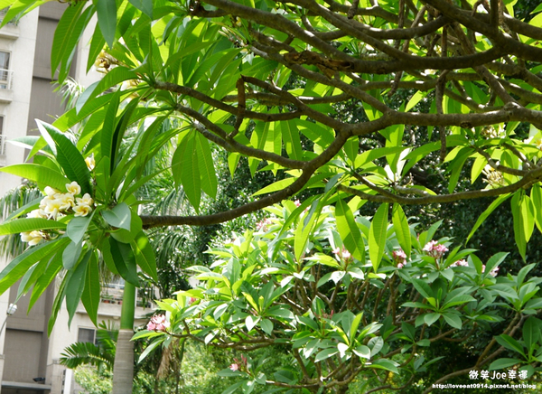 台中市崇倫公園：[台中南區]崇倫公園阿勃勒也是美得不像話。