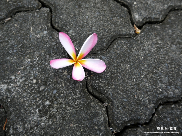 台中市崇倫公園：[台中南區]崇倫公園阿勃勒也是美得不像話。