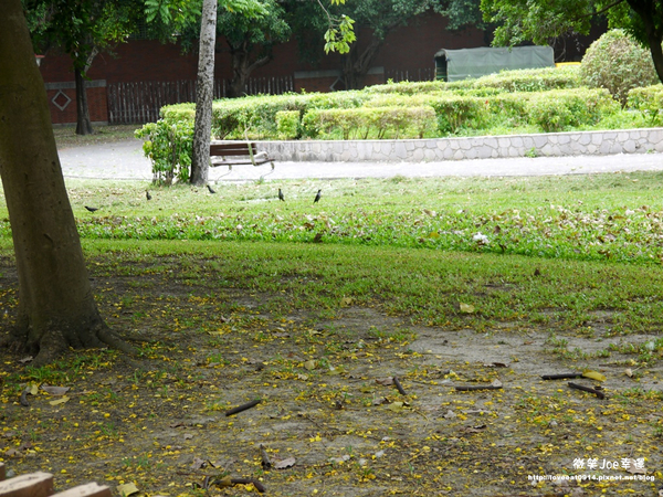台中市崇倫公園：[台中南區]崇倫公園阿勃勒也是美得不像話。