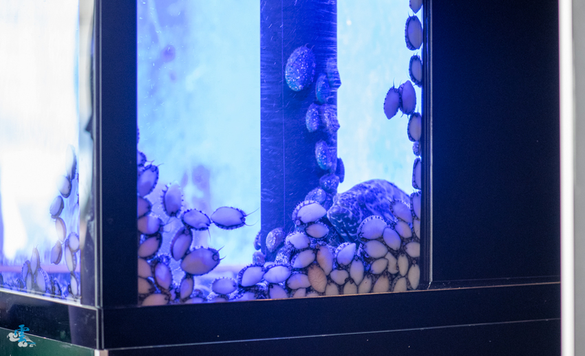 波士頓龍蝦配上照燒雞腿排,給你專屬的味蕾放縱