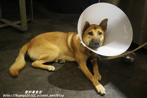 煽烏賊燒烤居酒屋：【新北板橋區】再訪驚豔味蕾的感動滋味『煽烏賊燒烤居酒屋』板橋居酒屋推薦/日式串燒/深夜食堂