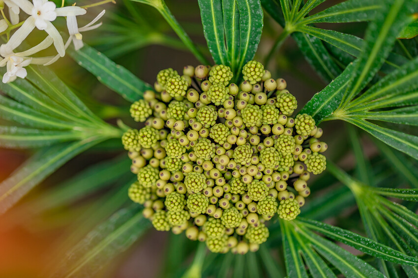 高雄美食 – 六梅草堂 x 武德殿旁只營業假日的無菜單料理