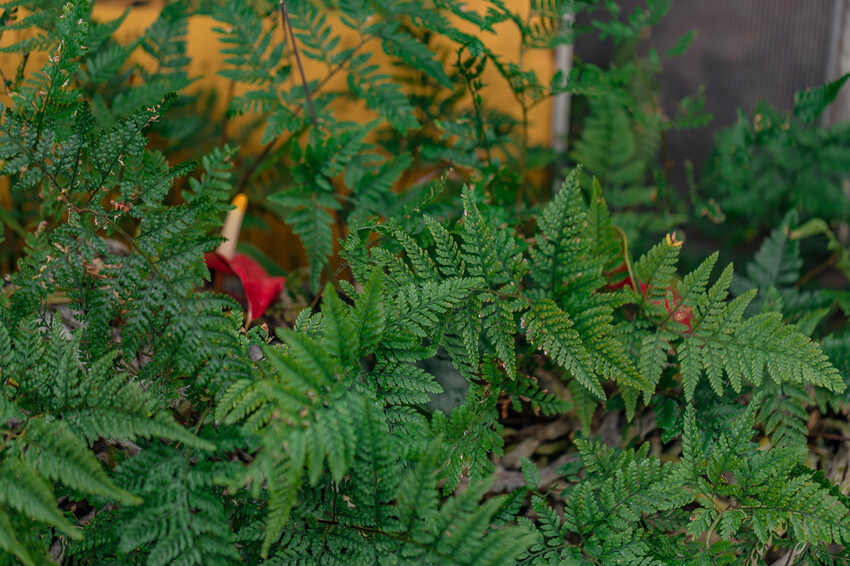 高雄美食 – 六梅草堂 x 武德殿旁只營業假日的無菜單料理