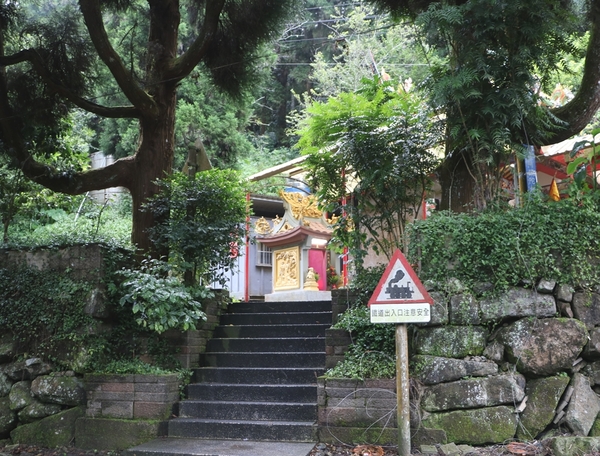 鄒遊阿里山、戀戀FUZU之旅,奮起湖百年舊車站、四方竹、火車展示館、百年土地公廟、雨中漫步台灣杉森林棧道、再訪星空小木屋、阿良現烤甜甜圈、奮起湖老街巡禮