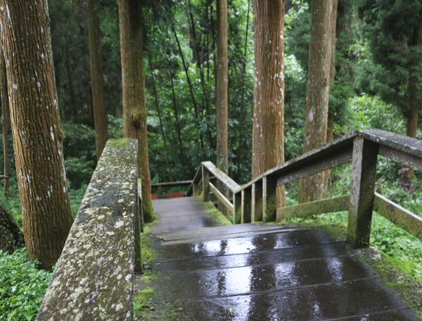 鄒遊阿里山、戀戀FUZU之旅,奮起湖百年舊車站、四方竹、火車展示館、百年土地公廟、雨中漫步台灣杉森林棧道、再訪星空小木屋、阿良現烤甜甜圈、奮起湖老街巡禮