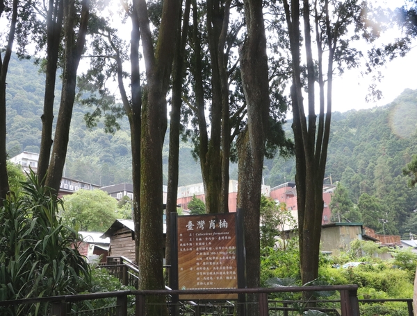 鄒遊阿里山、戀戀FUZU之旅,奮起湖百年舊車站、四方竹、火車展示館、百年土地公廟、雨中漫步台灣杉森林棧道、再訪星空小木屋、阿良現烤甜甜圈、奮起湖老街巡禮