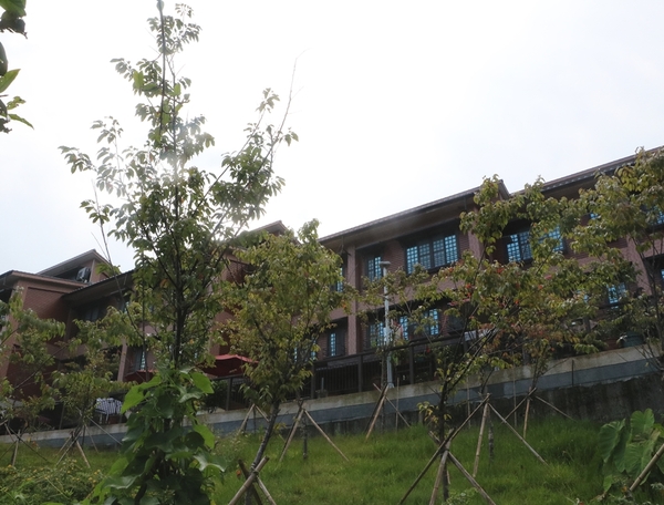 鄒遊阿里山、戀戀FUZU之旅,奮起湖百年舊車站、四方竹、火車展示館、百年土地公廟、雨中漫步台灣杉森林棧道、再訪星空小木屋、阿良現烤甜甜圈、奮起湖老街巡禮