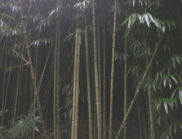 鄒遊阿里山、戀戀FUZU之旅,奮起湖百年舊車站、四方竹、火車展示館、百年土地公廟、雨中漫步台灣杉森林棧道、再訪星空小木屋、阿良現烤甜甜圈、奮起湖老街巡禮