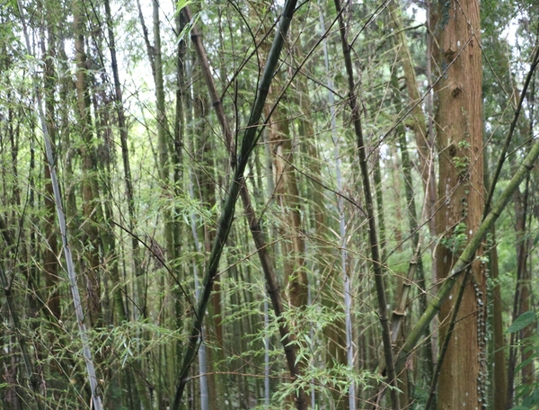 鄒遊阿里山、戀戀FUZU之旅,奮起湖百年舊車站、四方竹、火車展示館、百年土地公廟、雨中漫步台灣杉森林棧道、再訪星空小木屋、阿良現烤甜甜圈、奮起湖老街巡禮