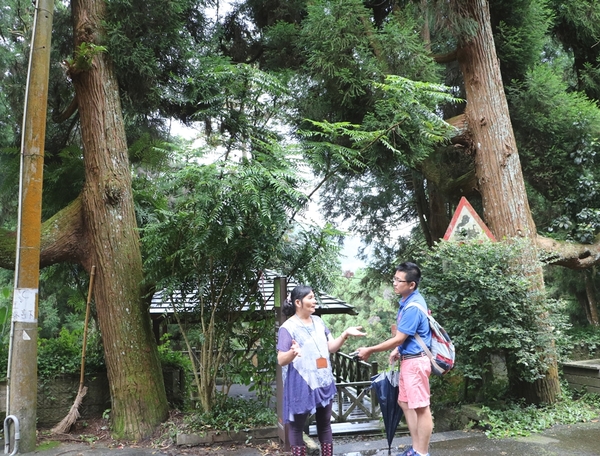 鄒遊阿里山、戀戀FUZU之旅,奮起湖百年舊車站、四方竹、火車展示館、百年土地公廟、雨中漫步台灣杉森林棧道、再訪星空小木屋、阿良現烤甜甜圈、奮起湖老街巡禮