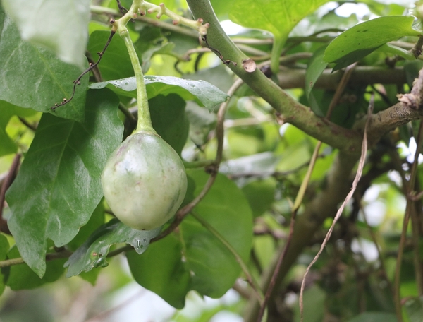 鄒遊阿里山、戀戀FUZU之旅,奮起湖百年舊車站、四方竹、火車展示館、百年土地公廟、雨中漫步台灣杉森林棧道、再訪星空小木屋、阿良現烤甜甜圈、奮起湖老街巡禮