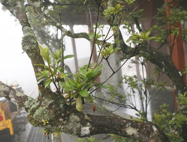 鄒遊阿里山、戀戀FUZU之旅,奮起湖百年舊車站、四方竹、火車展示館、百年土地公廟、雨中漫步台灣杉森林棧道、再訪星空小木屋、阿良現烤甜甜圈、奮起湖老街巡禮