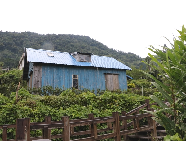 鄒遊阿里山、戀戀FUZU之旅,奮起湖百年舊車站、四方竹、火車展示館、百年土地公廟、雨中漫步台灣杉森林棧道、再訪星空小木屋、阿良現烤甜甜圈、奮起湖老街巡禮