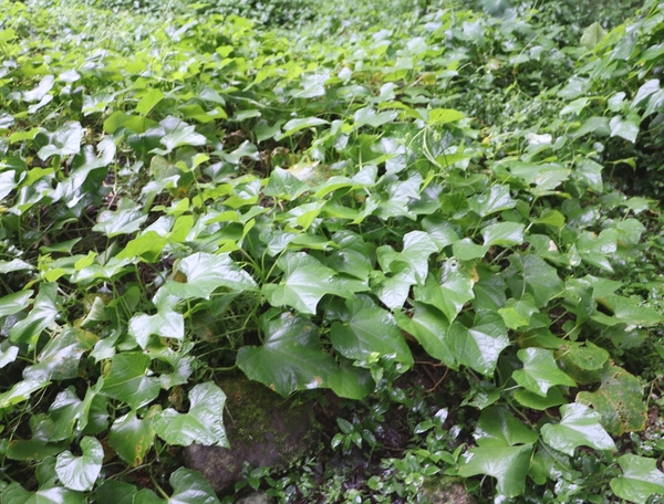鄒遊阿里山、戀戀FUZU之旅,奮起湖百年舊車站、四方竹、火車展示館、百年土地公廟、雨中漫步台灣杉森林棧道、再訪星空小木屋、阿良現烤甜甜圈、奮起湖老街巡禮