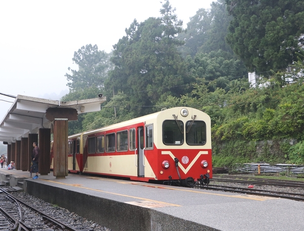 鄒遊阿里山、戀戀FUZU之旅,奮起湖百年舊車站、四方竹、火車展示館、百年土地公廟、雨中漫步台灣杉森林棧道、再訪星空小木屋、阿良現烤甜甜圈、奮起湖老街巡禮