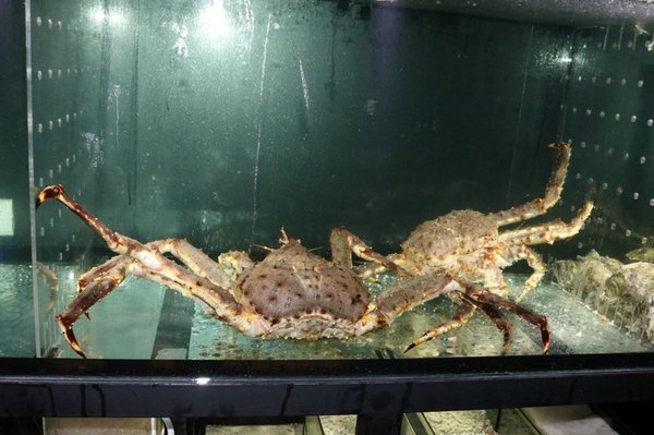 阿那祭 板前炭燒居酒屋：彰化日式美食居酒屋~阿那祭/板前和食.定食.無菜單料理!