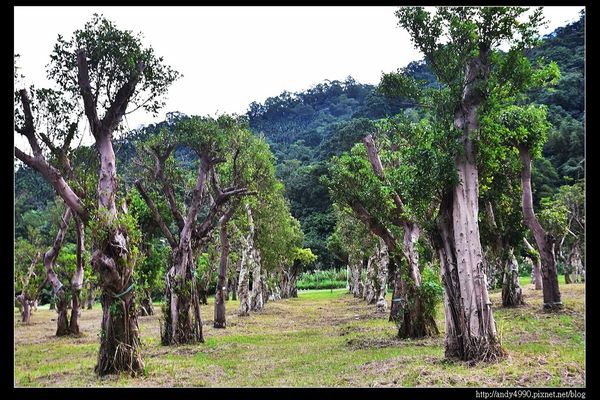 20151205北市山水綠生態公園7 20151205北市山水綠生態公園7