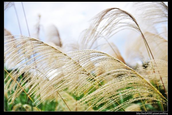 20151205北市山水綠生態公園9 20151205北市山水綠生態公園9