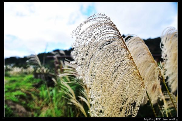 20151205北市山水綠生態公園5 20151205北市山水綠生態公園5