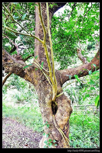 20151205北市山水綠生態公園19 20151205北市山水綠生態公園19