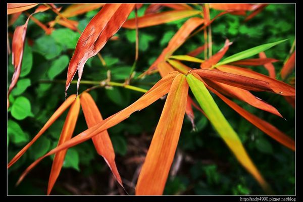 20151205北市山水綠生態公園17 20151205北市山水綠生態公園17