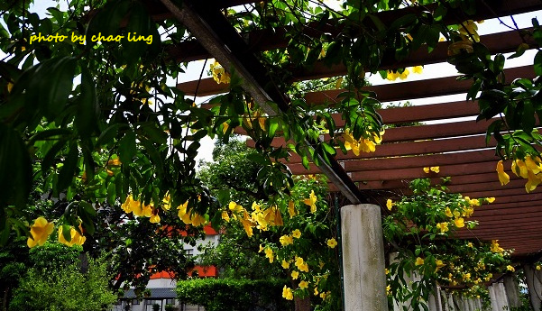 柑園國中-11.JPG - 2016夏之豔陽(花季篇)