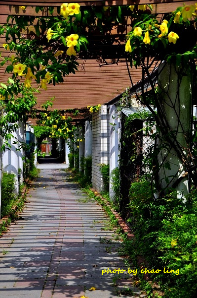 柑園國中-6.JPG - 2016夏之豔陽(花季篇)