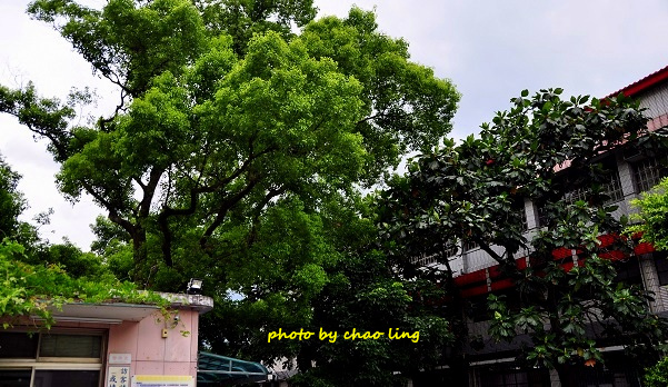 柑園國中-17.JPG - 2016夏之豔陽(花季篇)