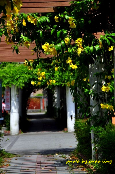 柑園國中-5.JPG - 2016夏之豔陽(花季篇)