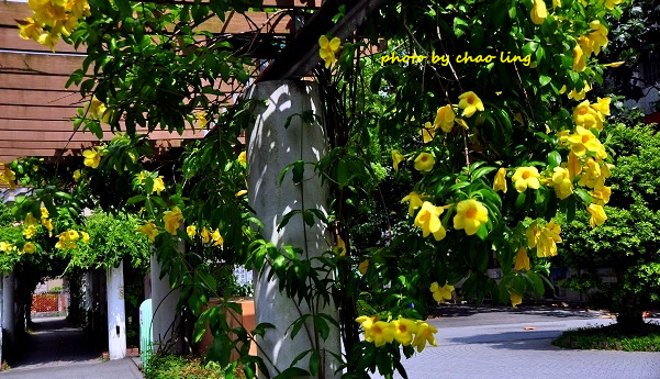 柑園國中-9.JPG - 2016夏之豔陽(花季篇)