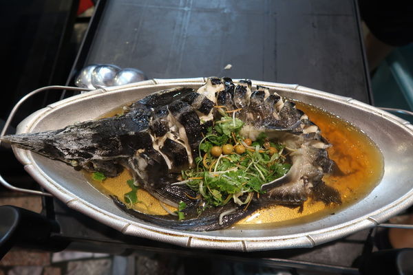 樹子鱘龍魚.JPG 樹子鱘龍魚.JPG