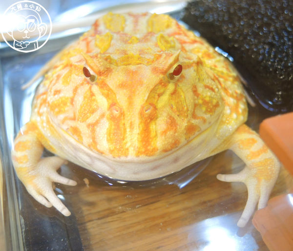 Ms.Wang Pasta王小姐義大利專賣：呷飽祙【新北樹林･Ms. Wang Pasta  王小姐義大利麵專賣】在地人推薦的餐廳