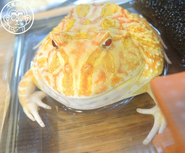 Ms.Wang Pasta王小姐義大利專賣：呷飽祙【新北樹林･Ms. Wang Pasta  王小姐義大利麵專賣】在地人推薦的餐廳