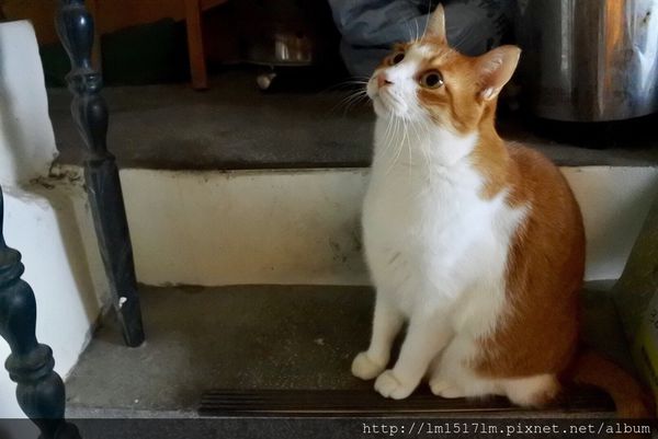 3貓地盤 DONDE GATOS (13).jpg