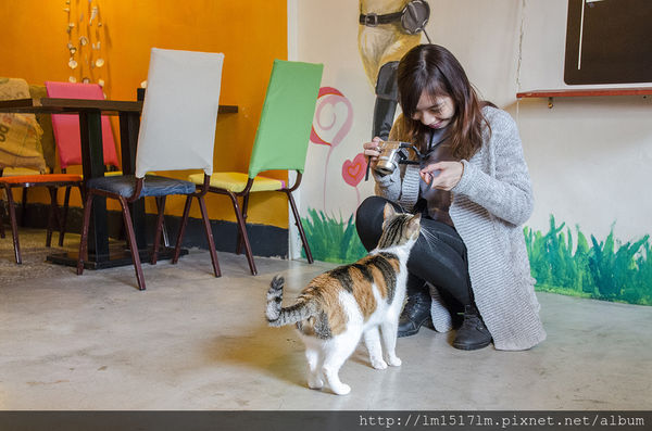 3貓地盤 DONDE GATOS (1).jpg