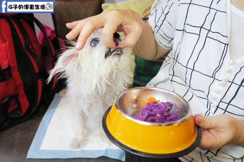 VEG OUT 寵物耍廢空間 早午餐,蘆洲寵物餐廳